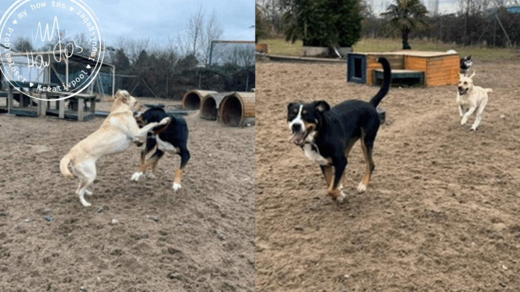Samson und Cooper spielen